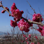 須磨浦公園に咲く梅の花