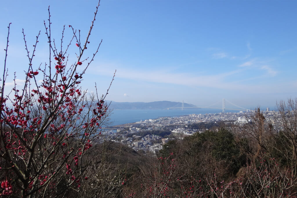 須磨浦山上遊園の梅