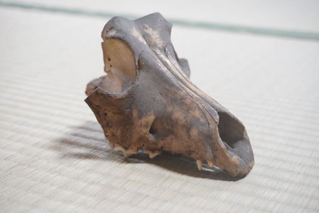 ニホンオオカミの頭蓋骨