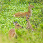 【画像】やっぱり霧深いのか！  霧ヶ峰の最高峰「車山」をピークハント「日本有数」の山岳高原を編集部が体当たりルポ 〜 画像1