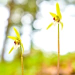 【画像】夏山シーズンを先取り！　色彩豊かな花を愛でる「朝ドラ」で話題の植物学の父になる入笠山ハイク 〜 画像1