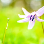 【画像】夏山シーズンを先取り！　色彩豊かな花を愛でる「朝ドラ」で話題の植物学の父になる入笠山ハイク 〜 画像1