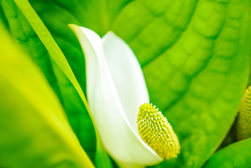 多年草の水芭蕉