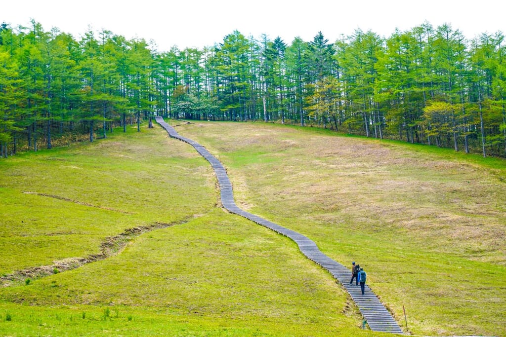 高山植物を愛でることができる入笠山