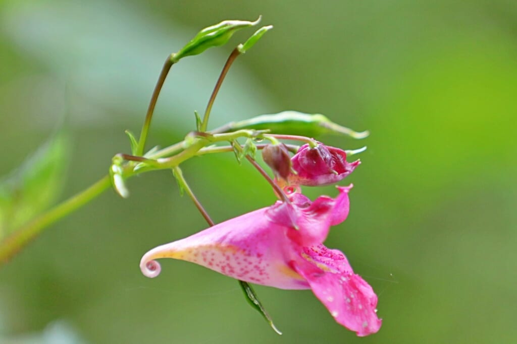 8月頃～10月頃にかけて紫色の花を咲かせるムラサキツリフネ