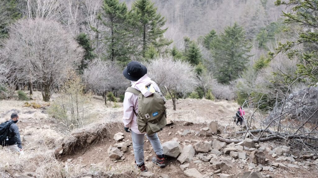 百名山・大菩薩嶺の自然を目で楽しみながら下山する