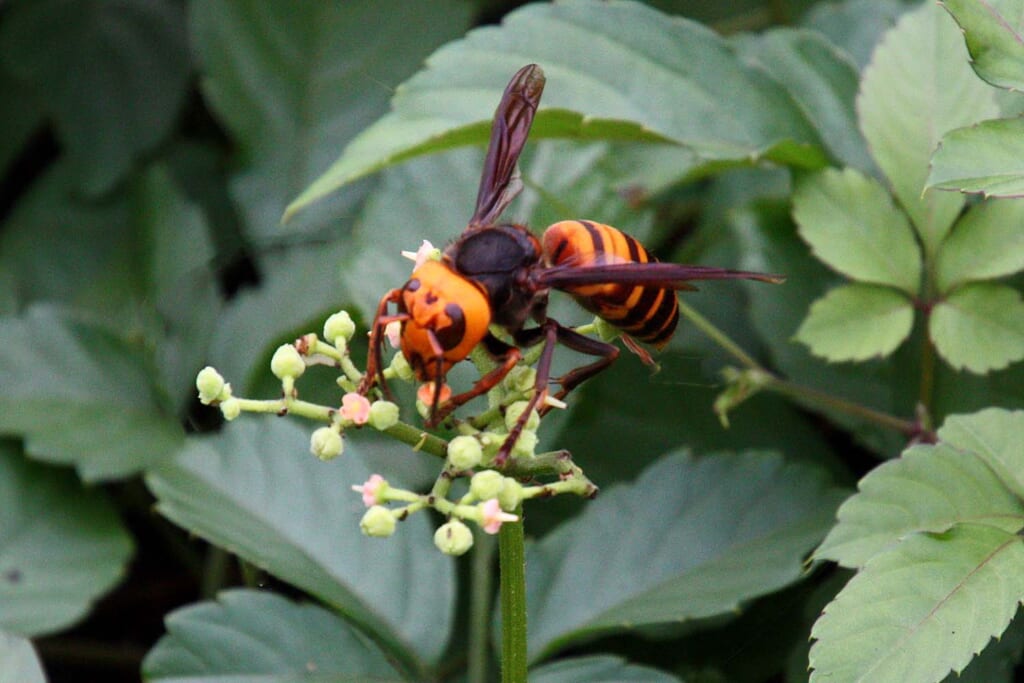 花にとまるスズメバチ