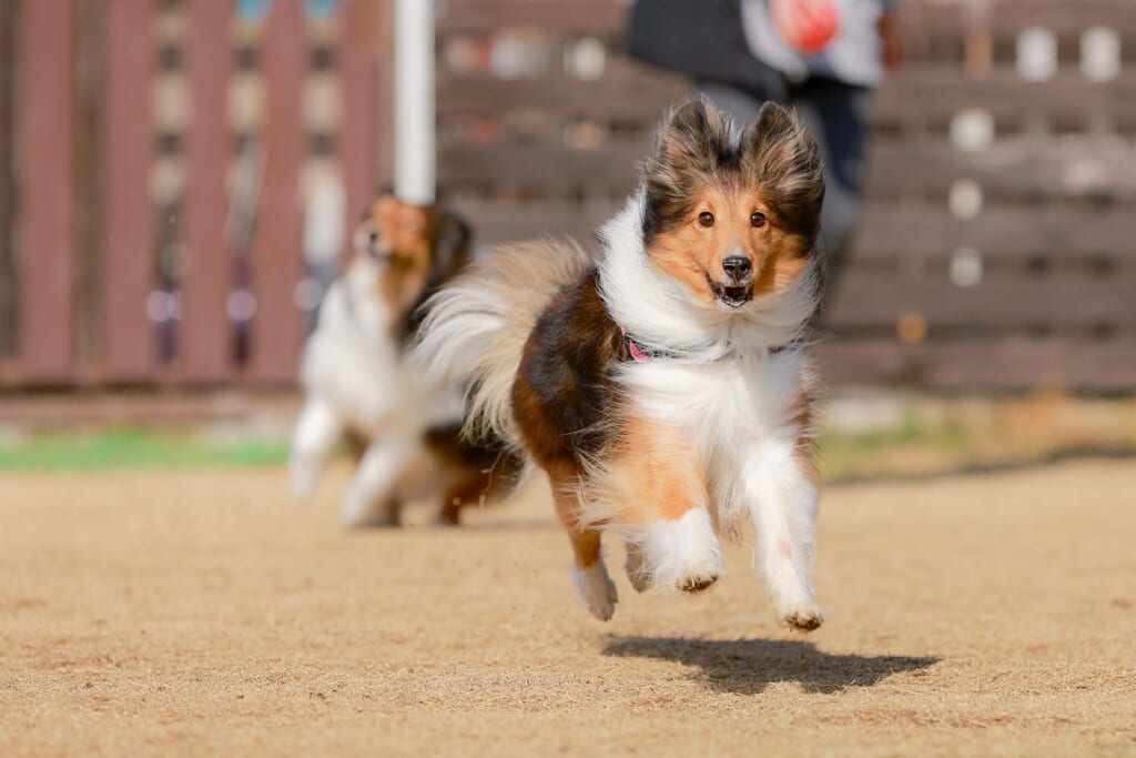 ドッグランを満喫するコリー犬