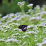 【画像】東京都内で見に行ける！　インスタにアップしたい秋の花5選【関東エリア】 〜 画像1