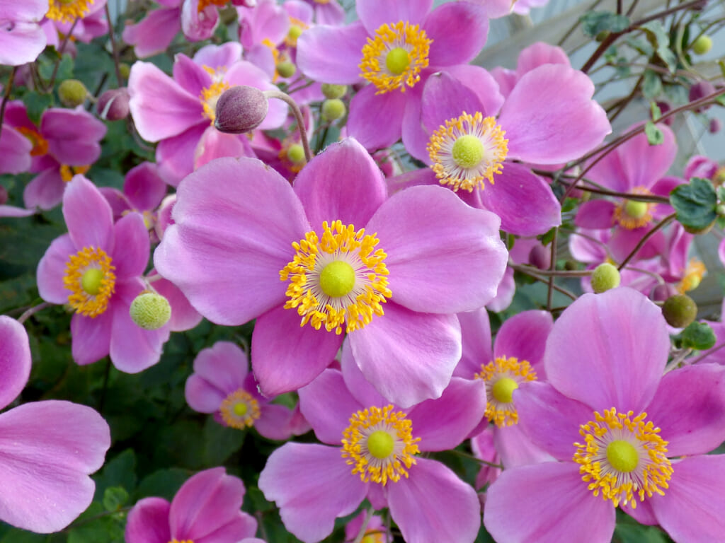 シュウメイギクのアシンメトリーな花姿