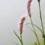 【画像】牧野富太郎も通った薬草と花の名山。高山植物を愛でながら伊吹山ハイキング【前編】 〜 画像1