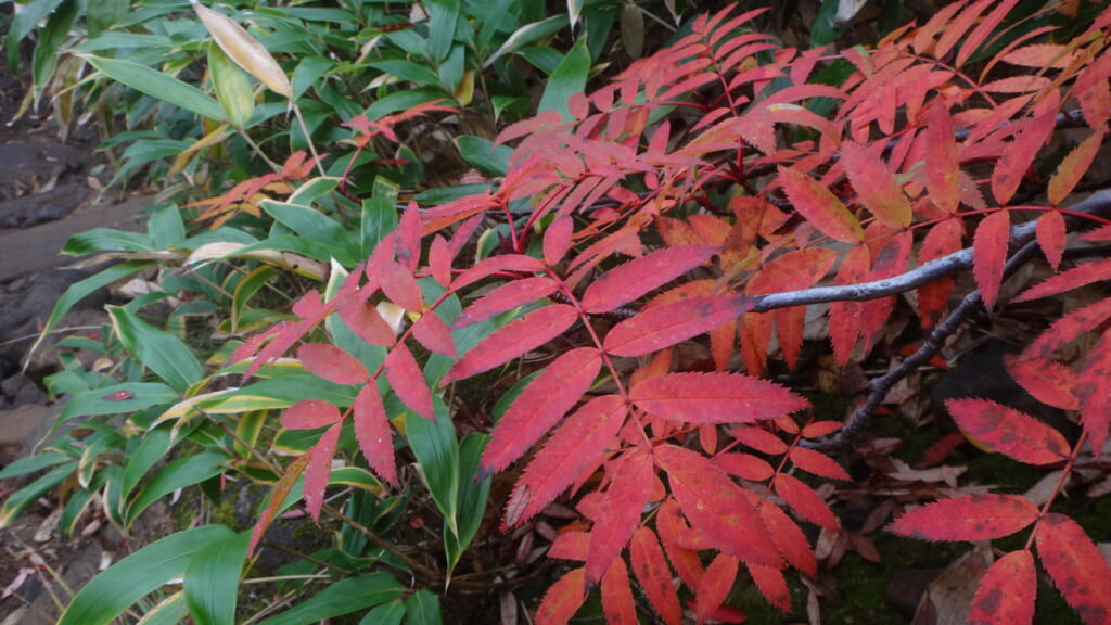 御嶽山に生息する草木