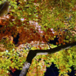 【画像】鎌倉のパワースポット「長谷寺」　ライトアップされた紅葉を愛でながら夜間拝観 〜 画像1
