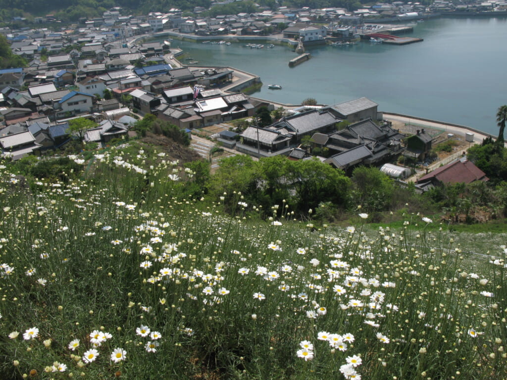 因島　馬神除虫菊畑