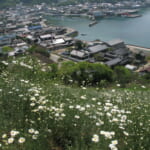 【画像】花と柑橘にヘルシーに癒されて……「しまなみ海道サイクリング」 〜 画像1