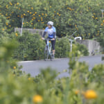 柑橘類の畑の中を走る自転車