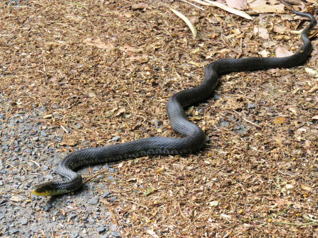 黒いヤマカガシ