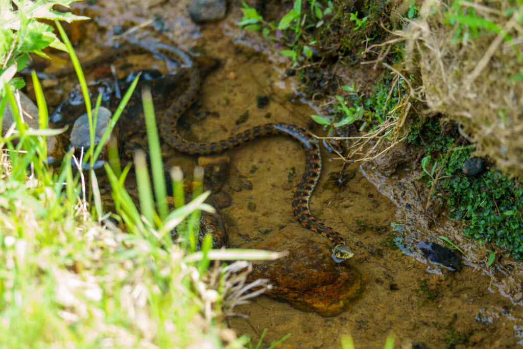 水中のヤマカガシ