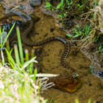 【画像】毒の強さはコブラクラス!?　おとなしくても油断できない毒ヘビ・ヤマカガシの〝生態と対策〟 〜 画像1