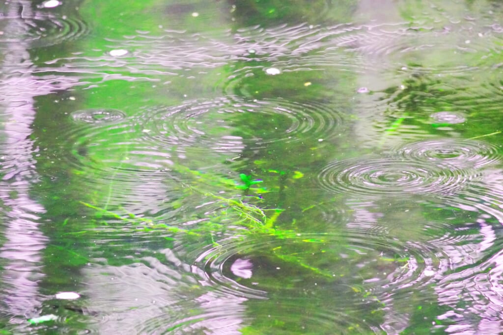 雨