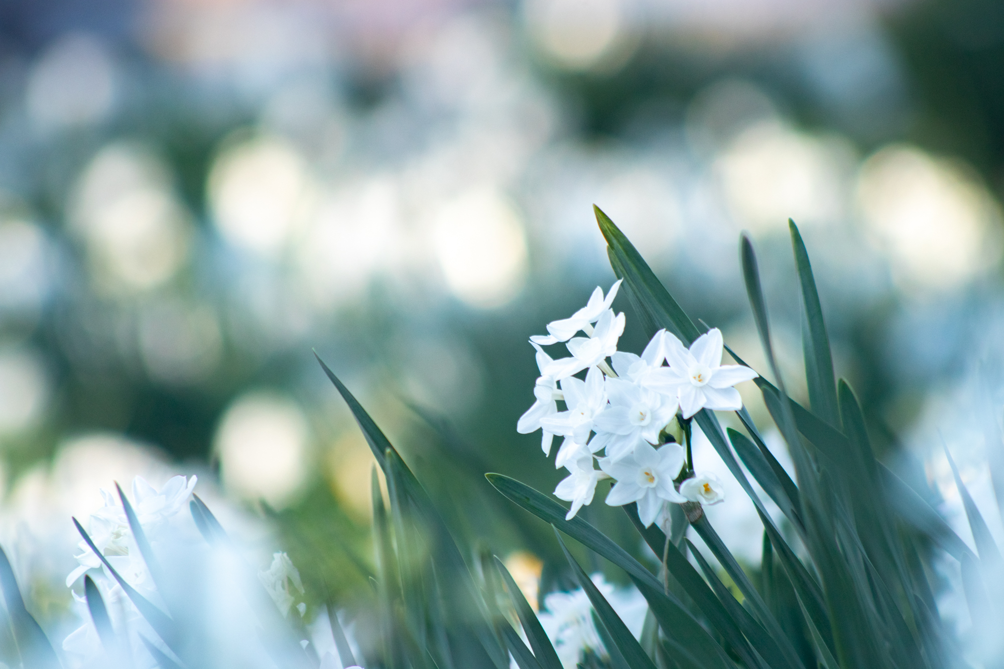 花の写真パネル 群生する花たち-