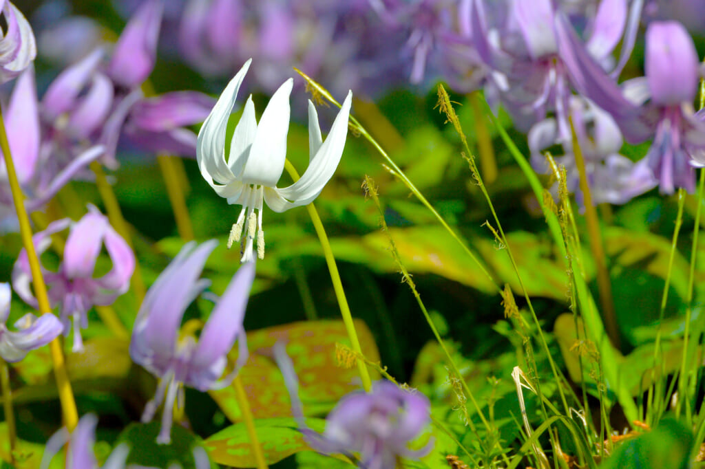 白いカタクリの花