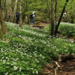 【画像】はかなすぎる花の妖精達に出会いたい！　春だけに顔をだすスプリング・エフェメラル5選 〜 画像1