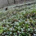 【画像】はかなすぎる花の妖精達に出会いたい！　春だけに顔をだすスプリング・エフェメラル5選 〜 画像1