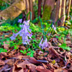 【画像】はかなすぎる花の妖精達に出会いたい！　春だけに顔をだすスプリング・エフェメラル5選 〜 画像1