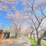 【画像】サウナーは都幾川に集まれ！　桜を愛でながらサウナ浴できる贅沢なイベントが開催 〜 画像1