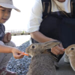 【画像】ウサギ天国で癒やされる！　愛らしさ200％の最強癒やしスポット「大久野島」へキャンピングカー旅 〜 画像1