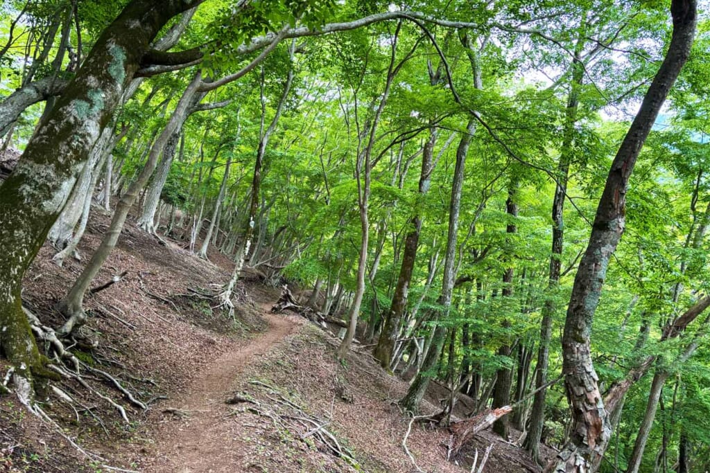 新緑に囲まれた檜洞丸登山