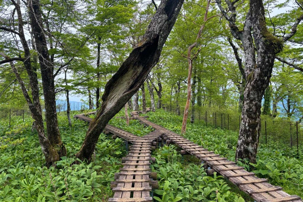 バイケイソウのなかに続く木道