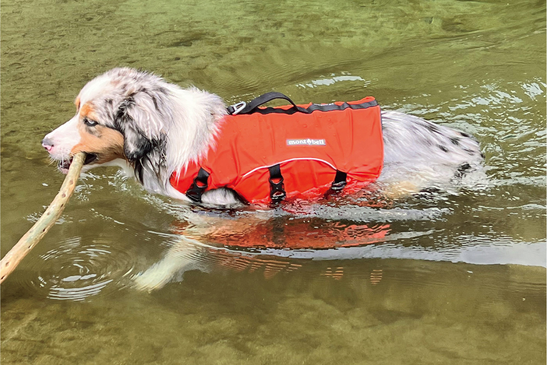 モンベルのドッグフローテーションベストを着けて水遊びをする犬