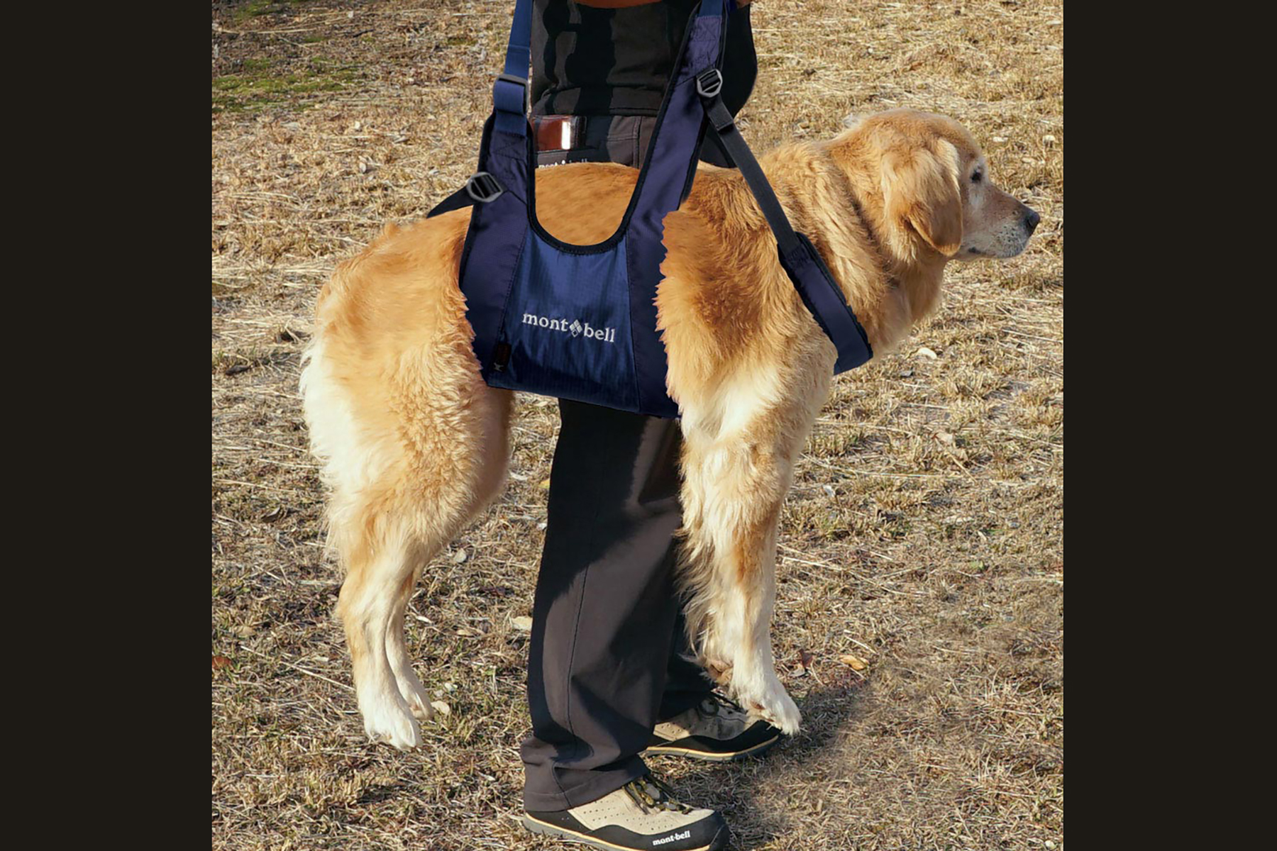 モンベルのドッグキャリーハーネスを大型犬に装着したイメージ