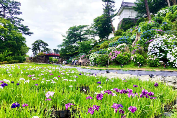 小田原城のあじさい花菖蒲まつり