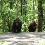 【画像】安全に野生のヒグマに出会える、北海道十勝ならではのサファリパークでしかありえない体験を！ 〜 画像1