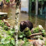 【画像】安全に野生のヒグマに出会える、北海道十勝ならではのサファリパークでしかありえない体験を！ 〜 画像1