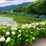 【画像】あじさい、田園、富士山と映えがテンコ盛り！　神奈川で一番小さな町の「開成町あじさいまつり」 〜 画像1