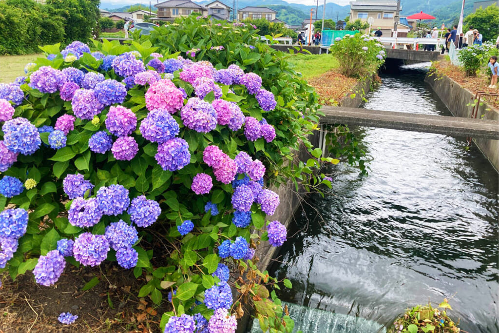 水路に咲く紫陽花