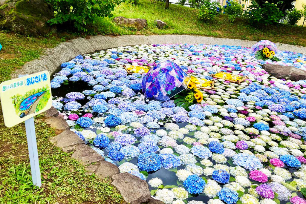紫陽花で埋め尽くされたあじさい池
