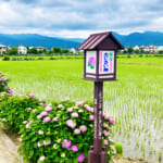 【画像】あじさい、田園、富士山と映えがテンコ盛り！　神奈川で一番小さな町の「開成町あじさいまつり」 〜 画像1