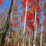 【画像】【秀麗富嶽十二景】秋のヒロインと呼ぶべき孤高の一座、五番山頂「奈良倉山」 〜 画像1