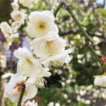 【画像】枝垂れ梅を愛でる！　湘南、鎌倉寺巡り散歩のススメ 〜 画像1