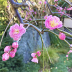 【画像】枝垂れ梅を愛でる！　湘南、鎌倉寺巡り散歩のススメ 〜 画像1
