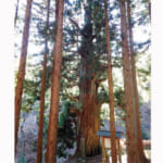 【画像】【秀麗富嶽十二景】笹子の山中に静かにたたずむ神聖なる巨木の矢立の杉 〜 画像1