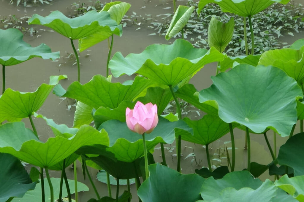 7月に見頃を迎えるハスの花