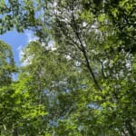 【画像】東北ならではの名湯に酔いしれる！　初夏の花を愛でる山旅「前衛峰・笹森山ハイク」を心ゆくまで堪能 〜 画像1