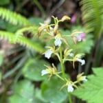 【画像】東北ならではの名湯に酔いしれる！　初夏の花を愛でる山旅「前衛峰・笹森山ハイク」を心ゆくまで堪能 〜 画像1