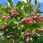 【画像】東北ならではの名湯に酔いしれる！　初夏の花を愛でる山旅「前衛峰・笹森山ハイク」を心ゆくまで堪能 〜 画像1